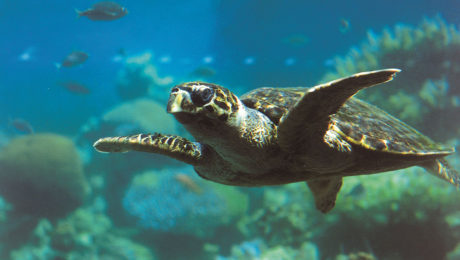 Aqaba Underwater