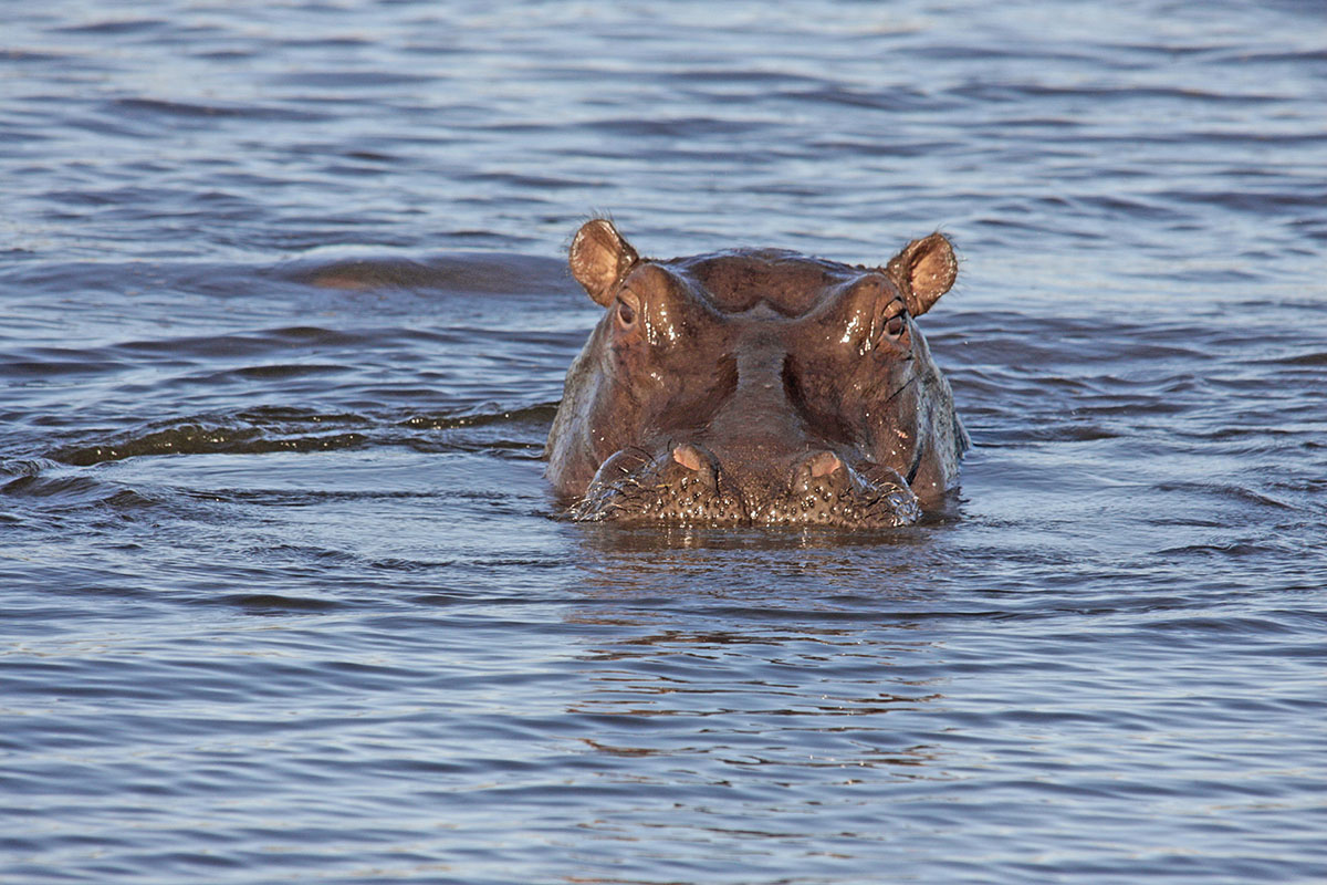 Botswana: Flusspferd
