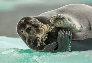 © Audun Rikardsen Flirting bearded seal