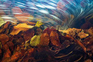 © Theo Bosboom "The journey of the autumn leaves"