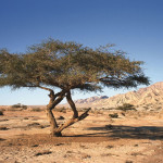 Jordanien - Wadi Araba Tree