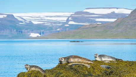 Landschaftsaufnahme mit Kegelrobben, Westfjorde, Island, @ Katrin Schmidt