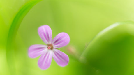 Blütenträume, © Hans-Peter Schaub