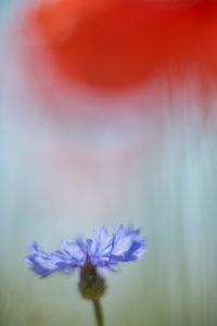 Blütenträume, © Hans-Peter Schaub
