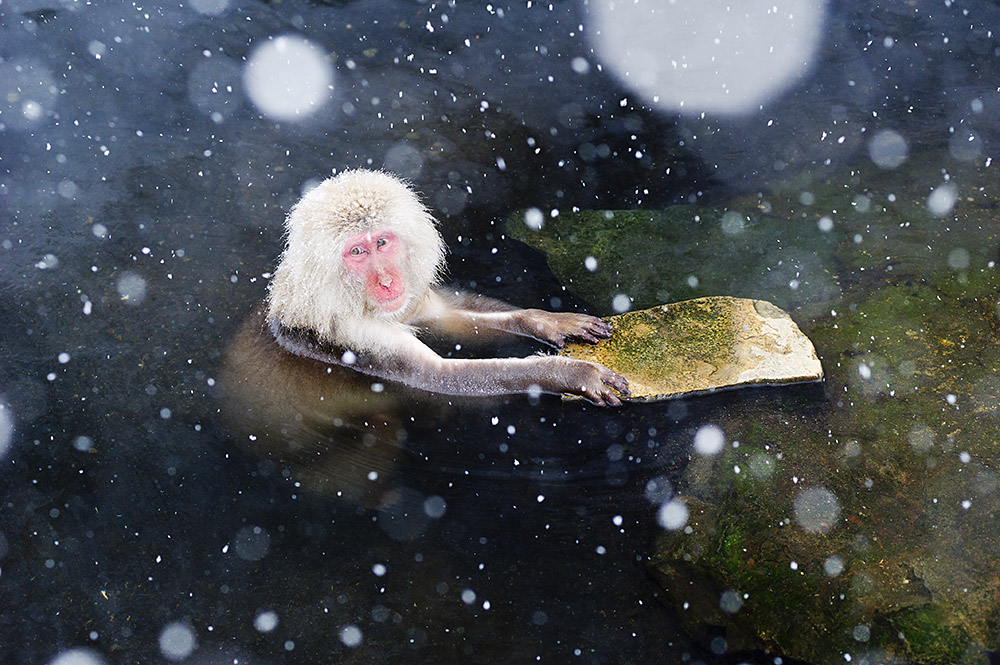 Japanmakake - Schneeaffe, © Katrin Schmidt