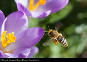 © Margarete Hartert, Bienenfleiß, Blende-Fotowettbewerb
