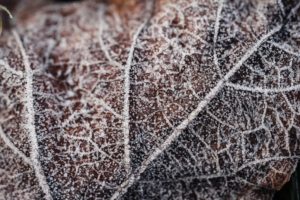 Naturfotografie im Winter (c) Anouchka Olszewski & Peter Giefer