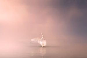 Nebel © Ioannis Ioannidis auf Pixabay