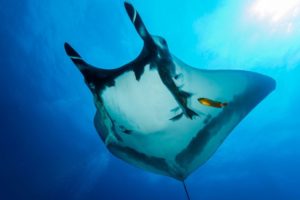 Manta ray and companion (c) Mike Eyett