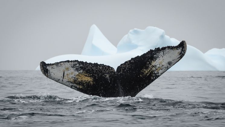 Antarktis Buckelwal ©SandraPetrowitz