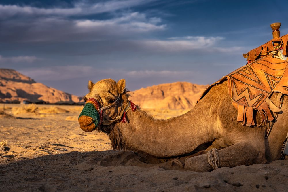 Das Kamel ist das Nationaltier Saudi-Arabiens und ein Begleiter seit den frühesten Zivilisationen (c) Kreativstudio Kaplun